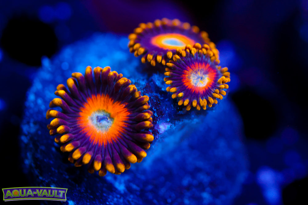 Scambled Eggs Zoa