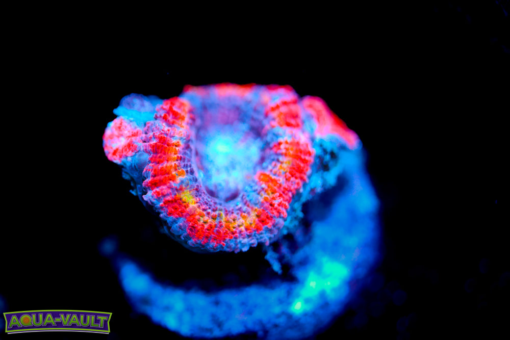 Unicorn Rainbow Acan