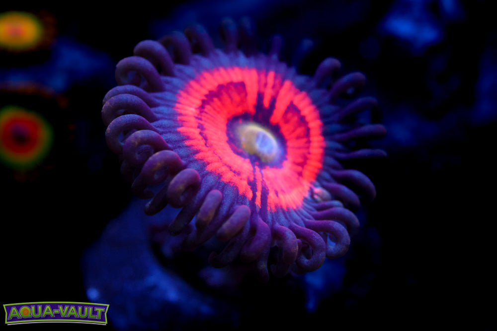 Everlasting Gobstopper Zoa