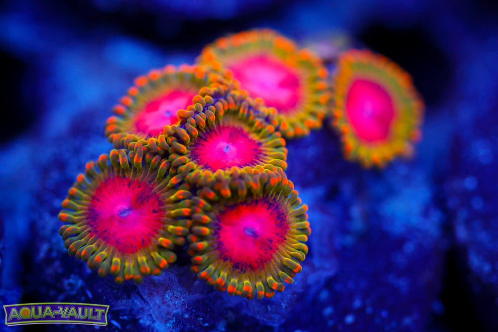 Awesome Blossom Zoa