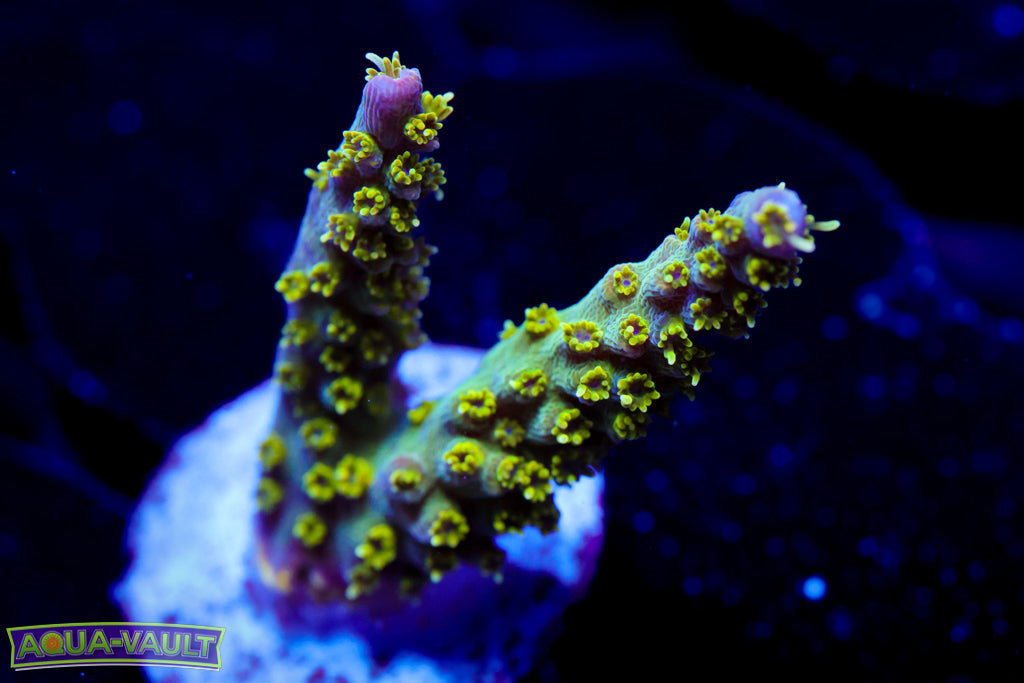 TGC Starry Night Acro