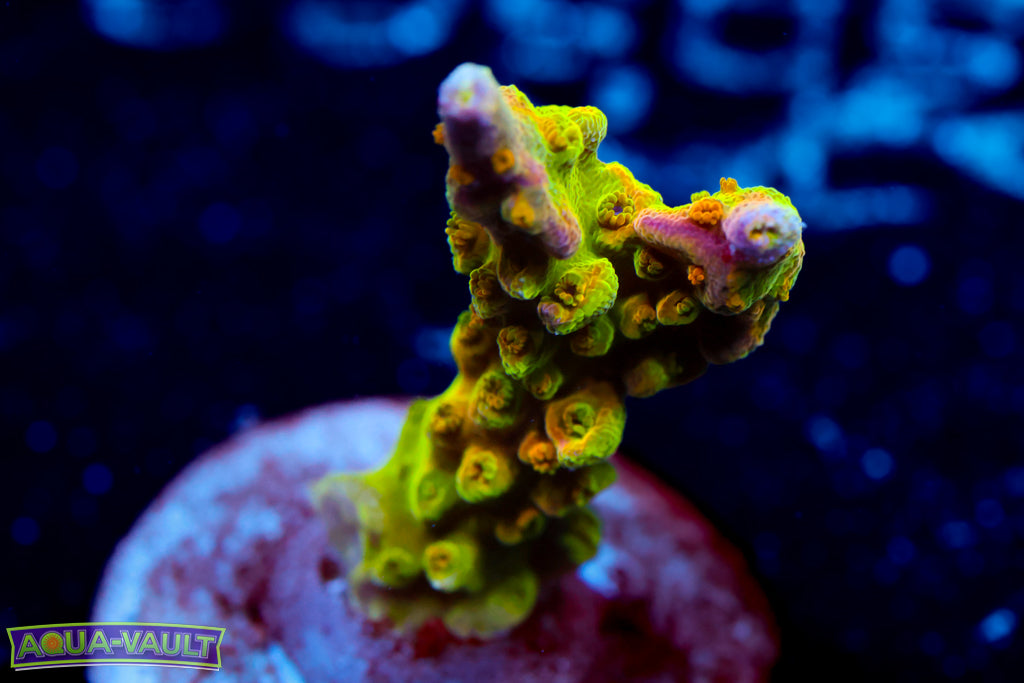 Paletta Pink Tip Acro