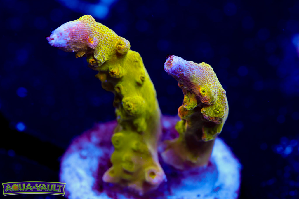 Paletta Pink Tip Acro