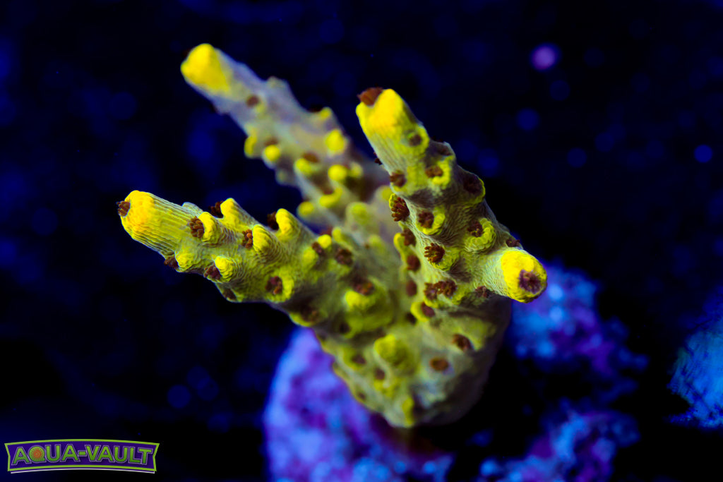 Inland Cyclops Acro