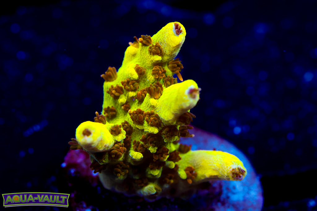 Inland Cyclops Acro