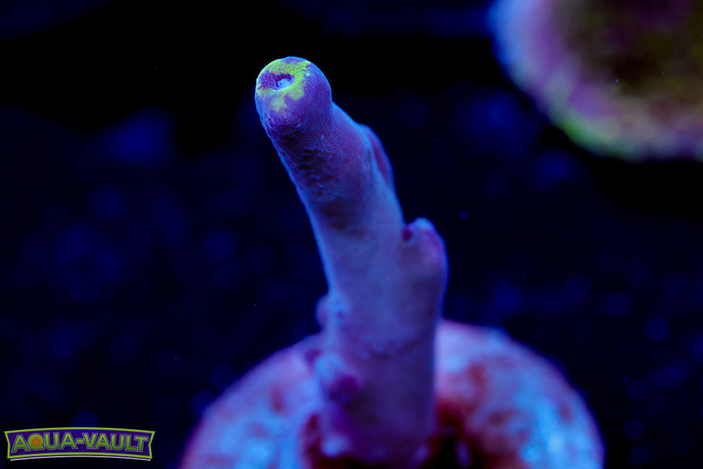 WWC Purple Candle Acro