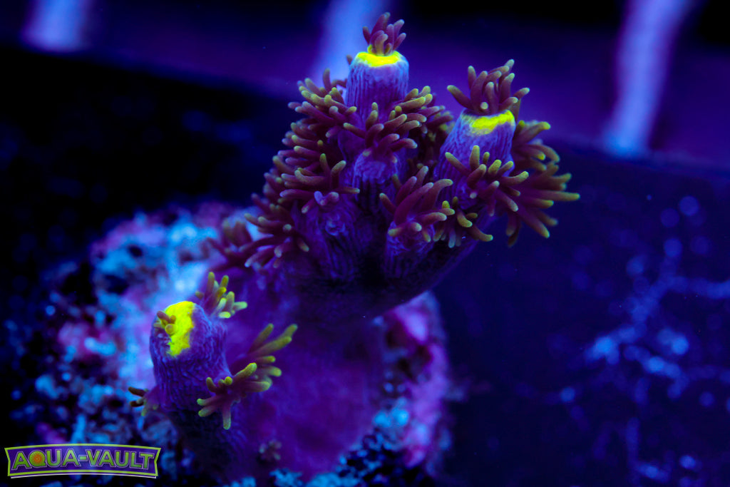 Green Goblin Acro