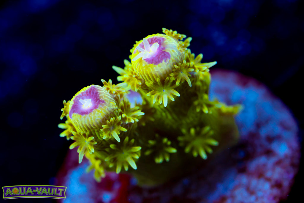 AV99 Orange Crush Acro