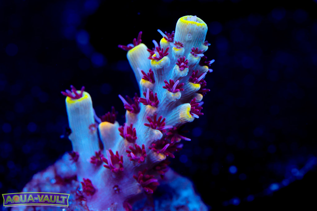 RMF Tiger's Blood Acro