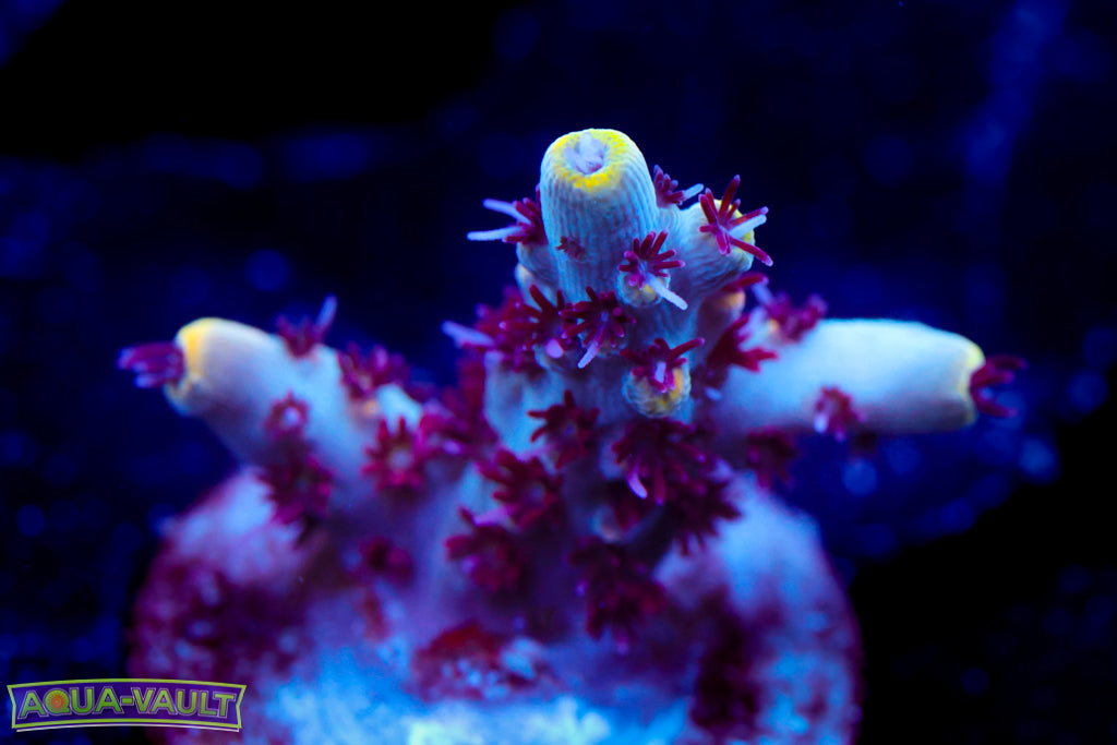 RMF Tiger's Blood Acro