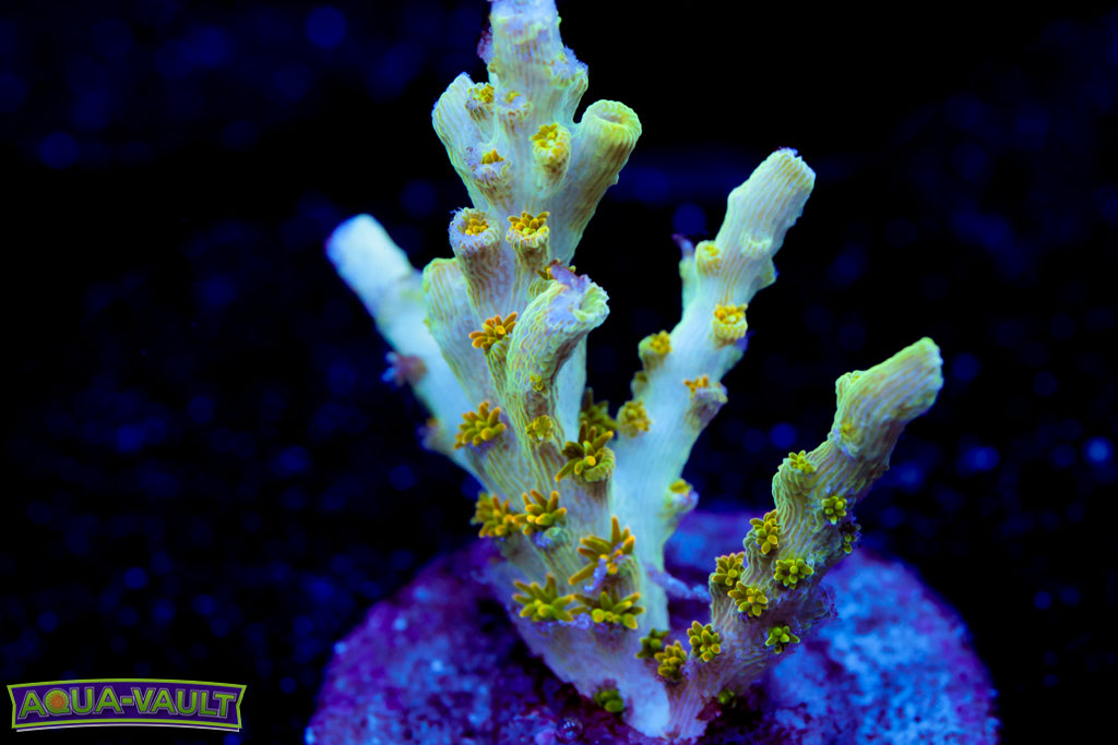 TSA Bill Murray Acro