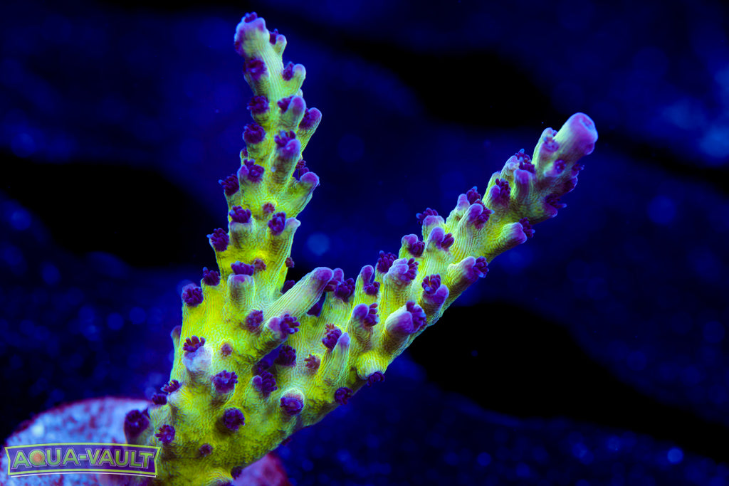 Grape Ape Acro