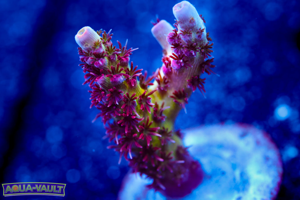 WWC Heartbreaker Acro