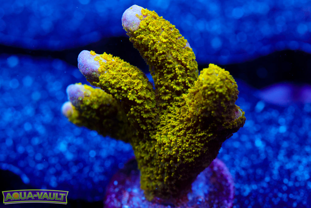 Green Digitata