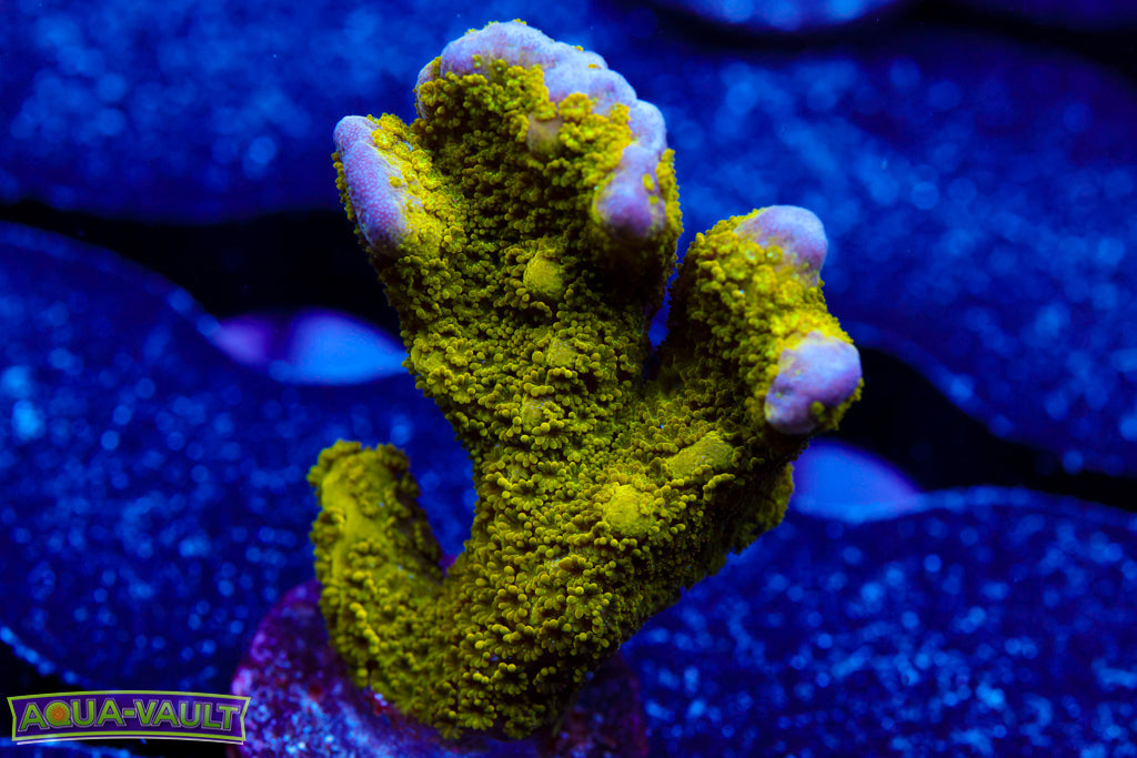 Green Digitata