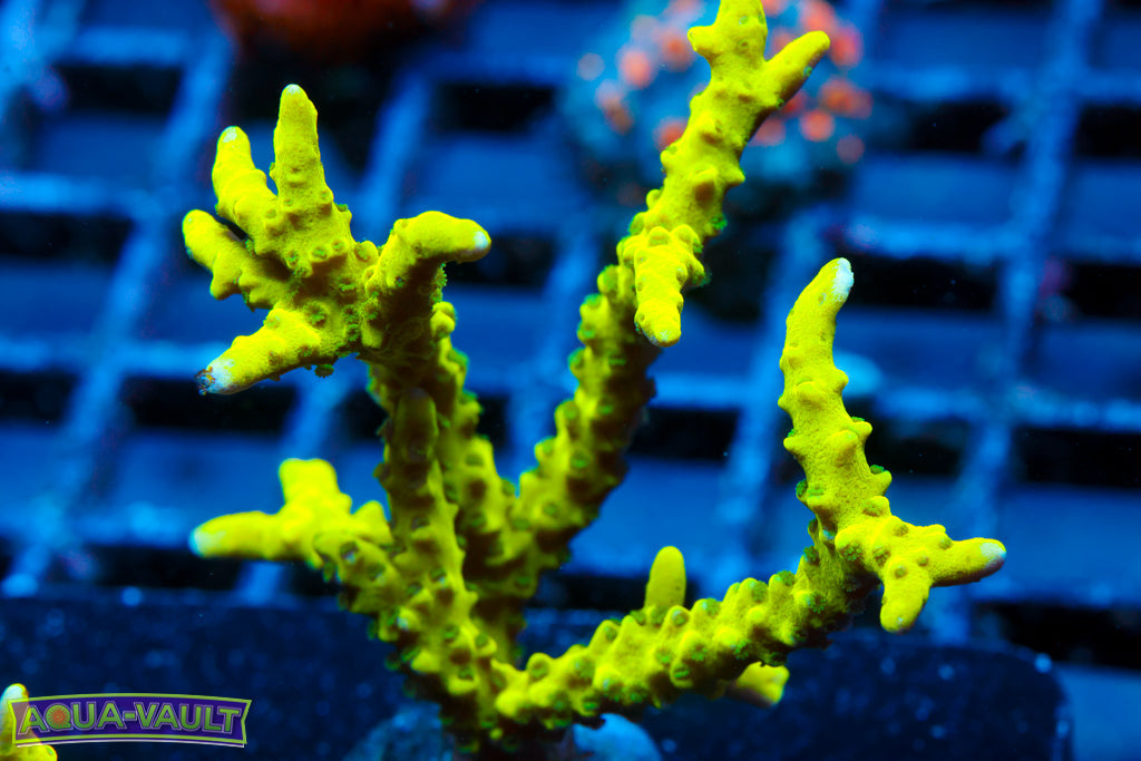 The Thing Anacropora