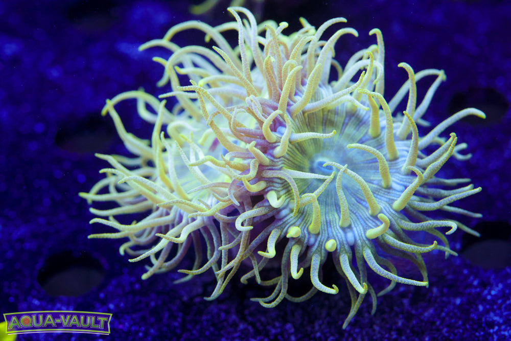 Duncan Coral