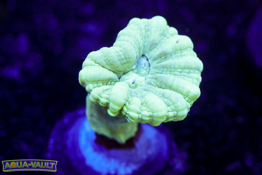 Teal Candy Cane Coral
