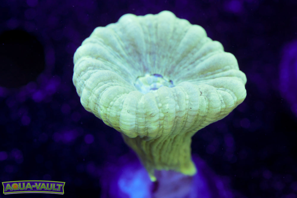 Teal Candy Cane Coral