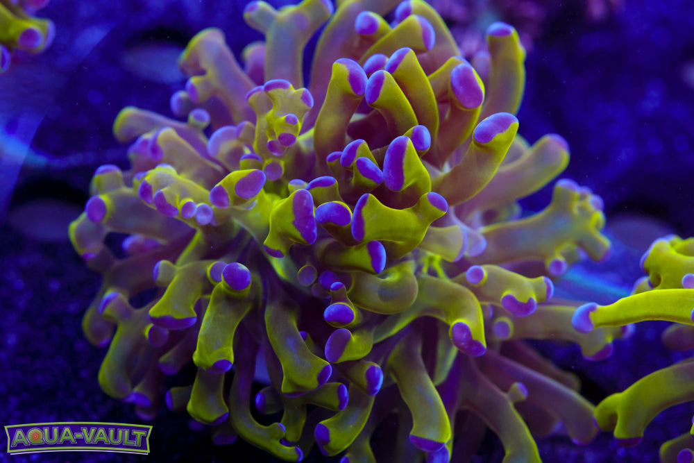 Purple Tip Green Hammer