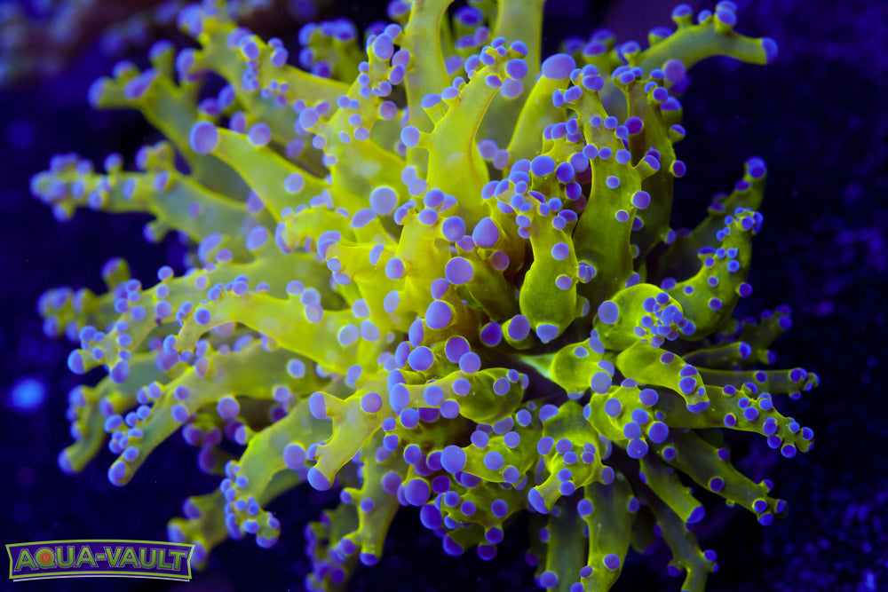 Green Octospawn
