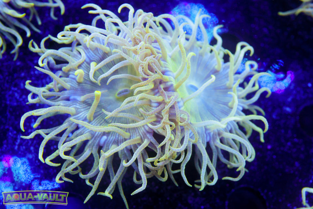 Duncan Coral