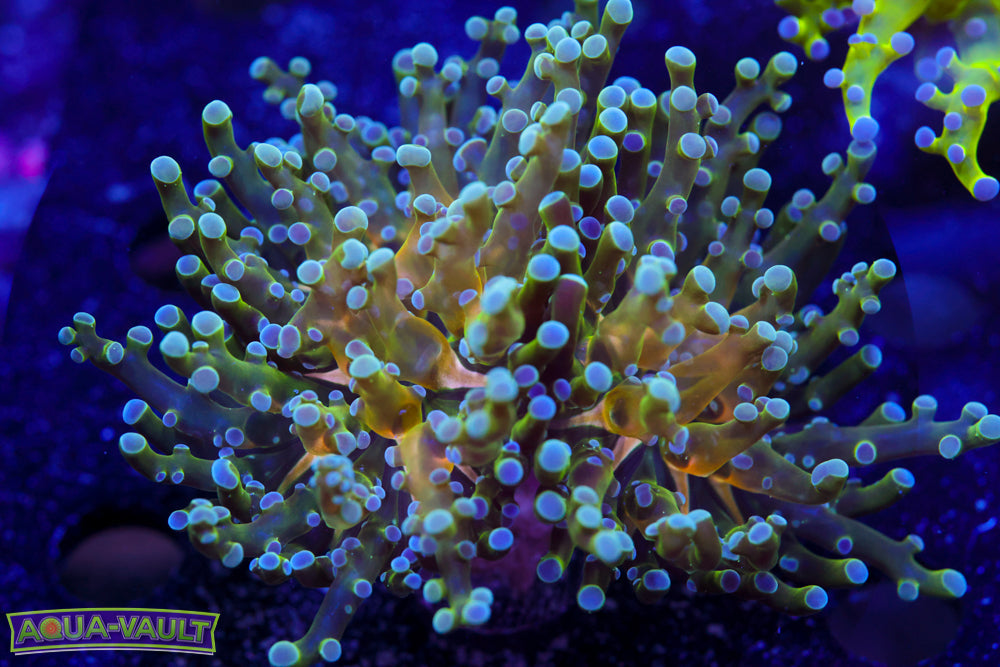 Flubber Frogspawn