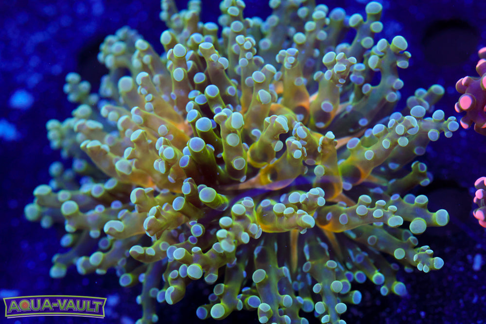 Flubber Frogspawn