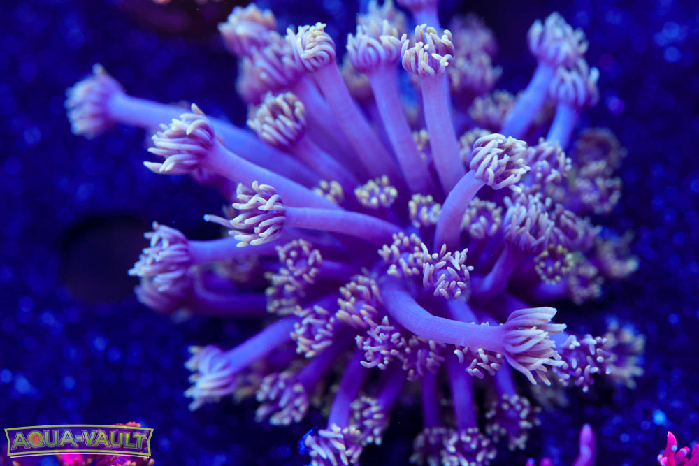 Lavender Goni Colony