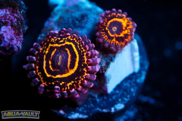 OG Stratosphere Zoa