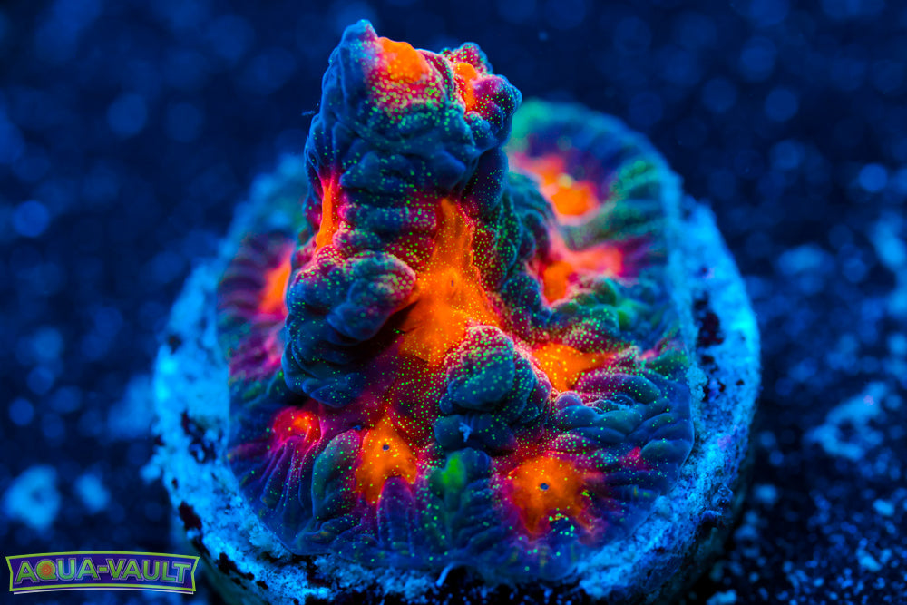 CC Space Cakes Favia