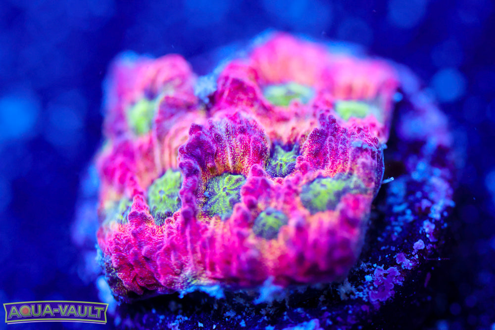 JF Dayglo Favia