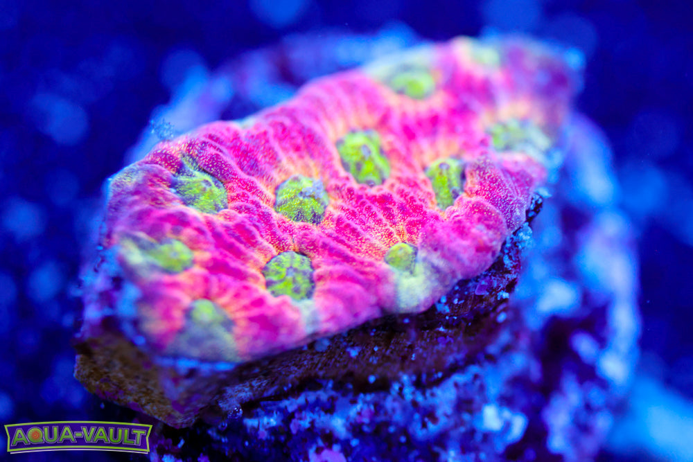 JF Dayglo Favia