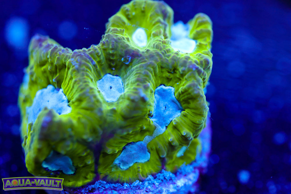 Flubber Favia