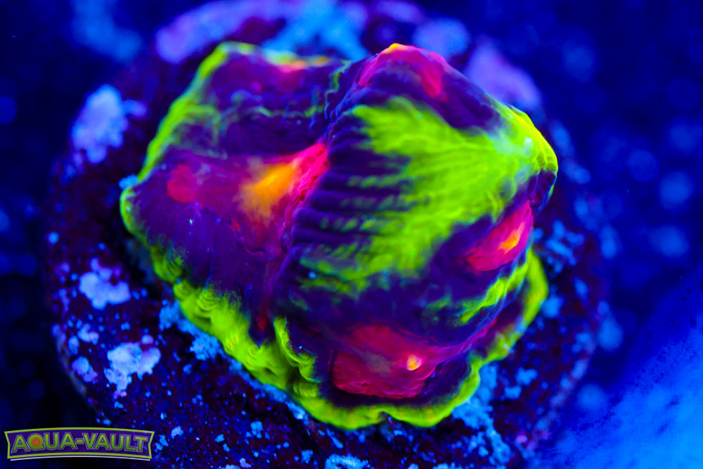 JF Antivenom Favia
