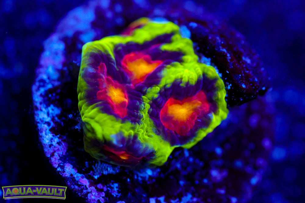 JF Antivenom Favia