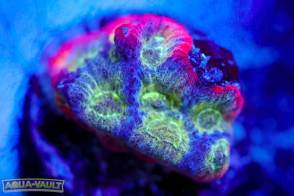 Mighty Max Favia