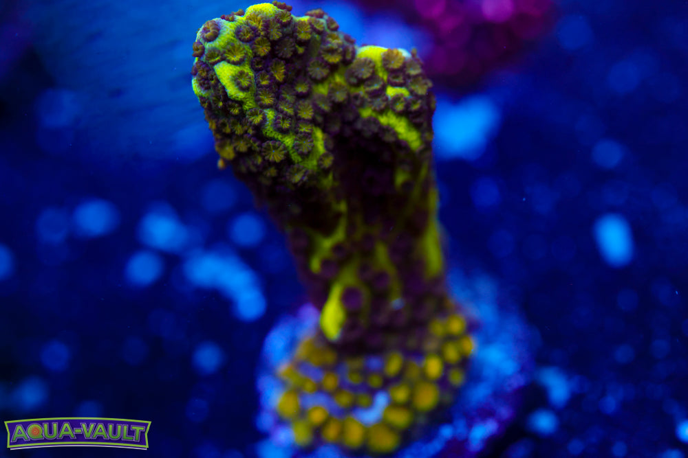 Neon Spongodes