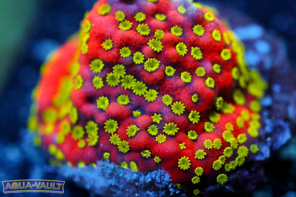 Sunset Montipora