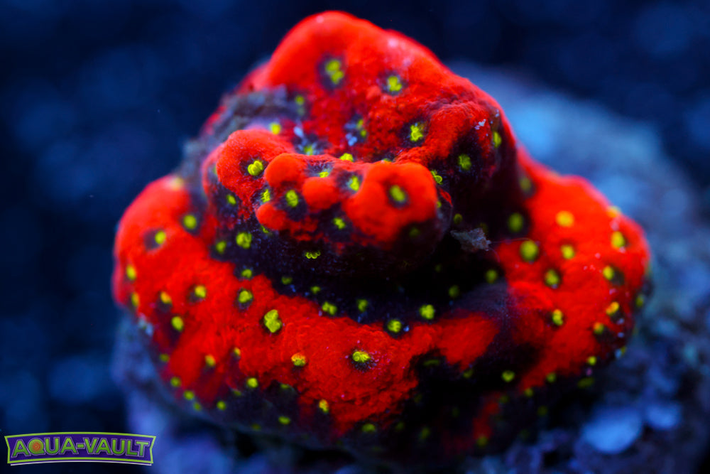 Sunset Montipora