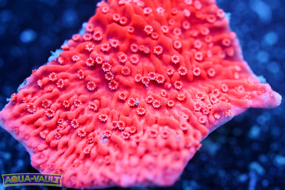 Red Monti Cap