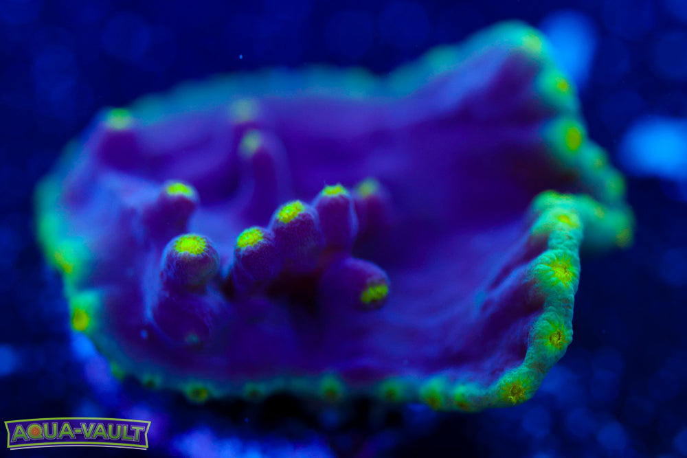 Plating Scroll Coral