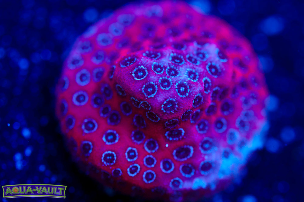 Darth Maul Porites