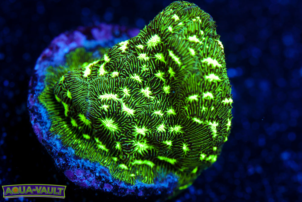 Frogskin Lepto