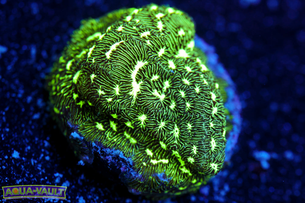 Frogskin Lepto