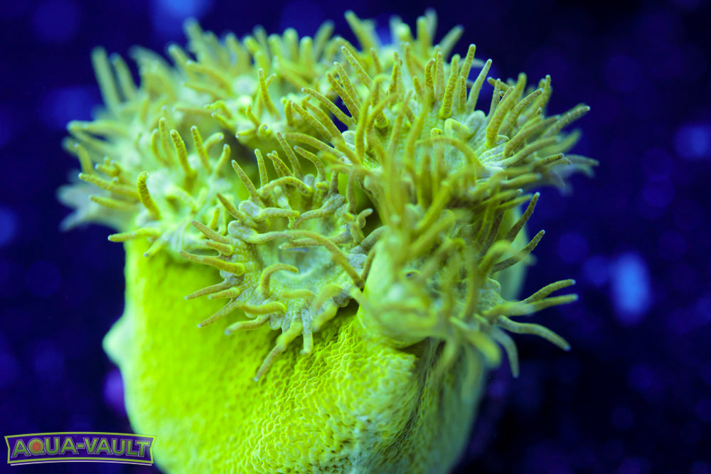 Toxic Turbinaria