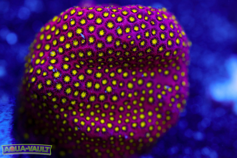 Electric Daisy Stylocoeniella