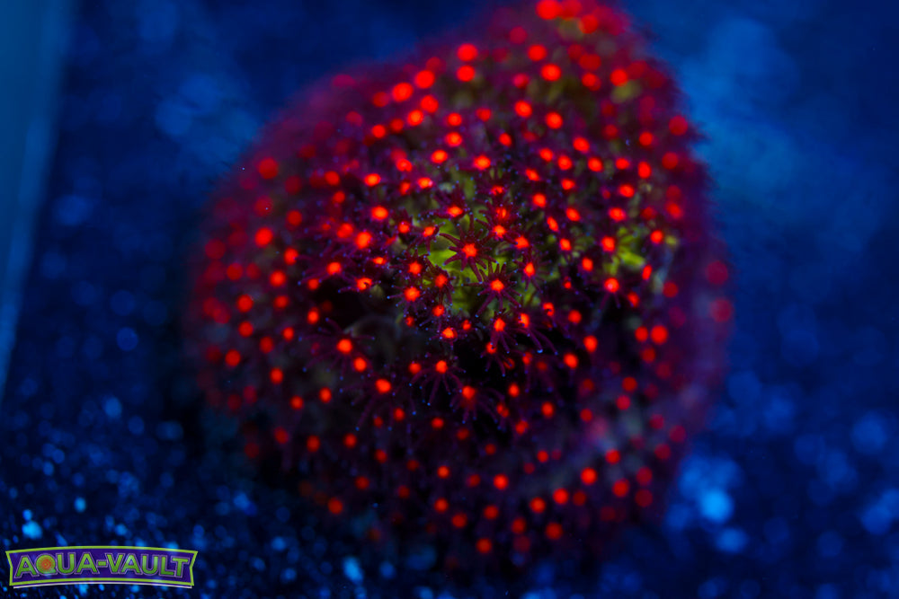 JF Sunset Stylocoeniella
