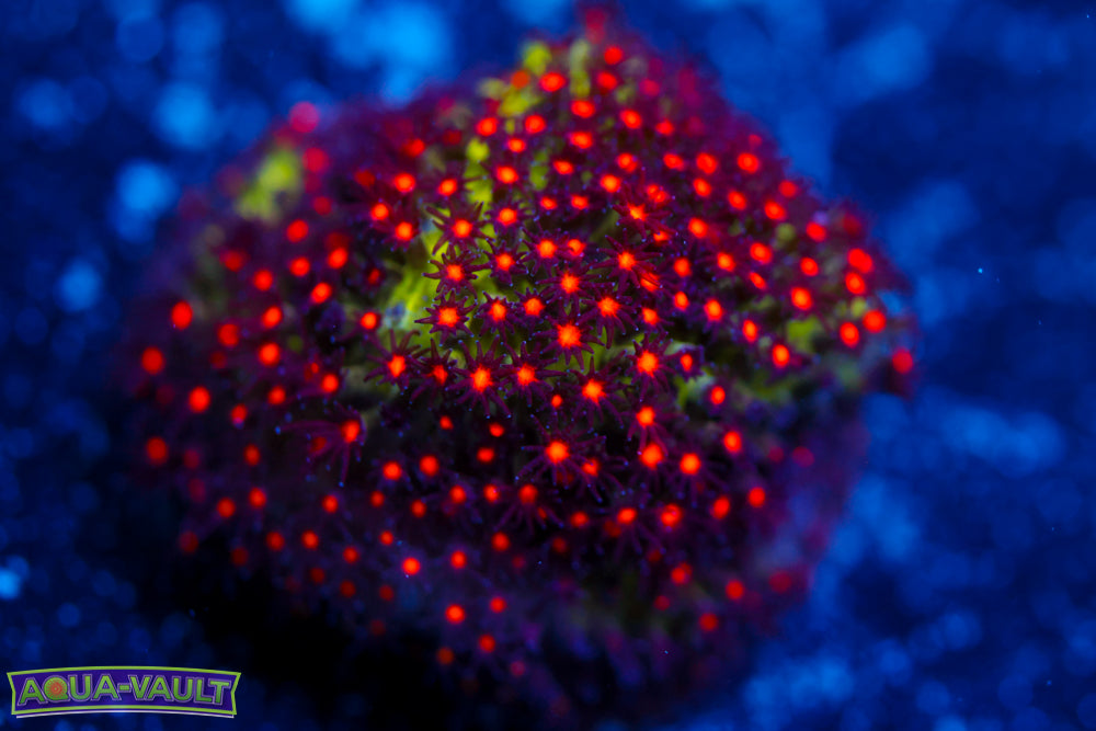 JF Sunset Stylocoeniella