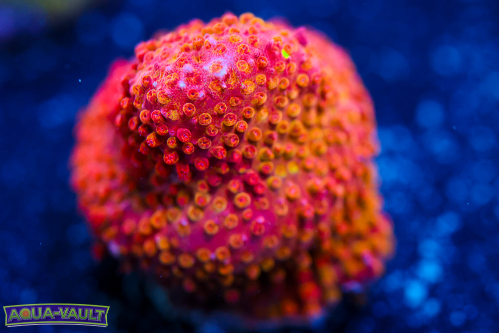 Lethal Stylocoeniella